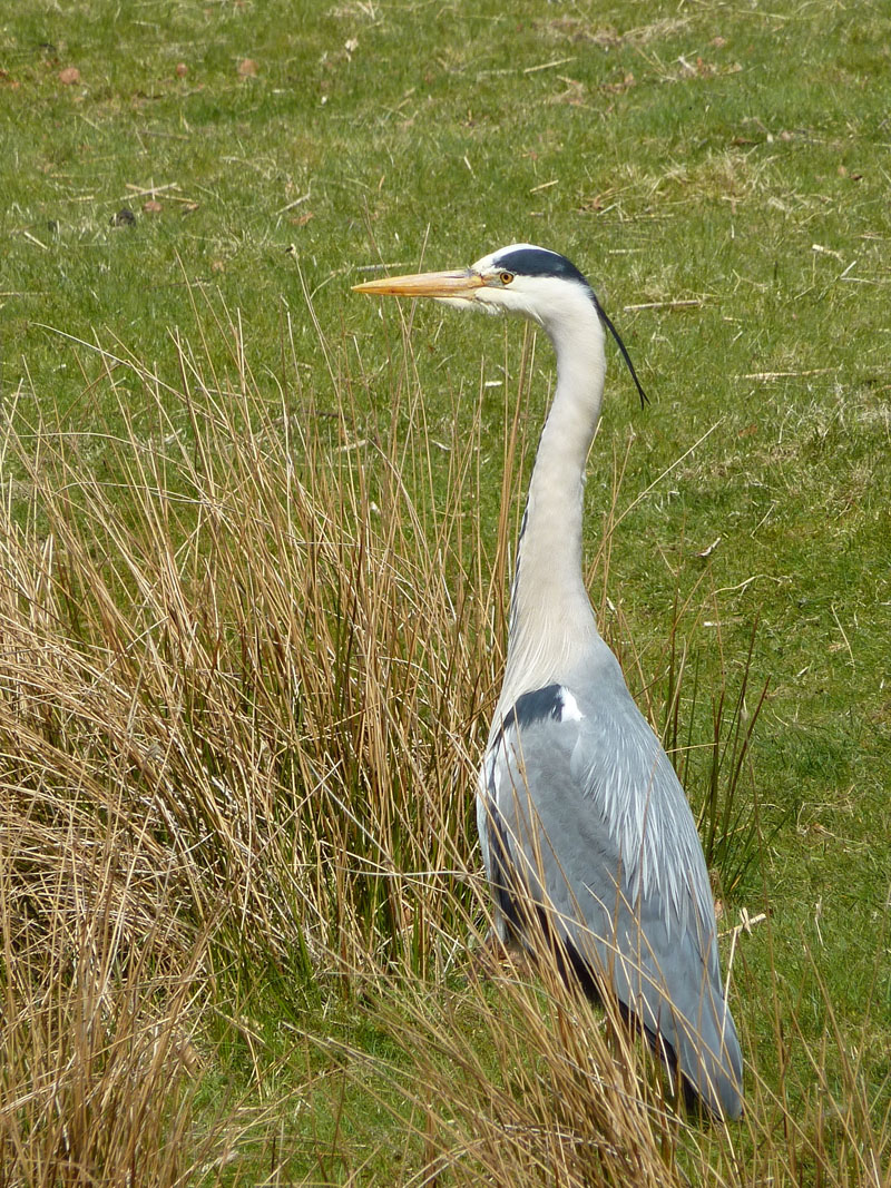 Heron